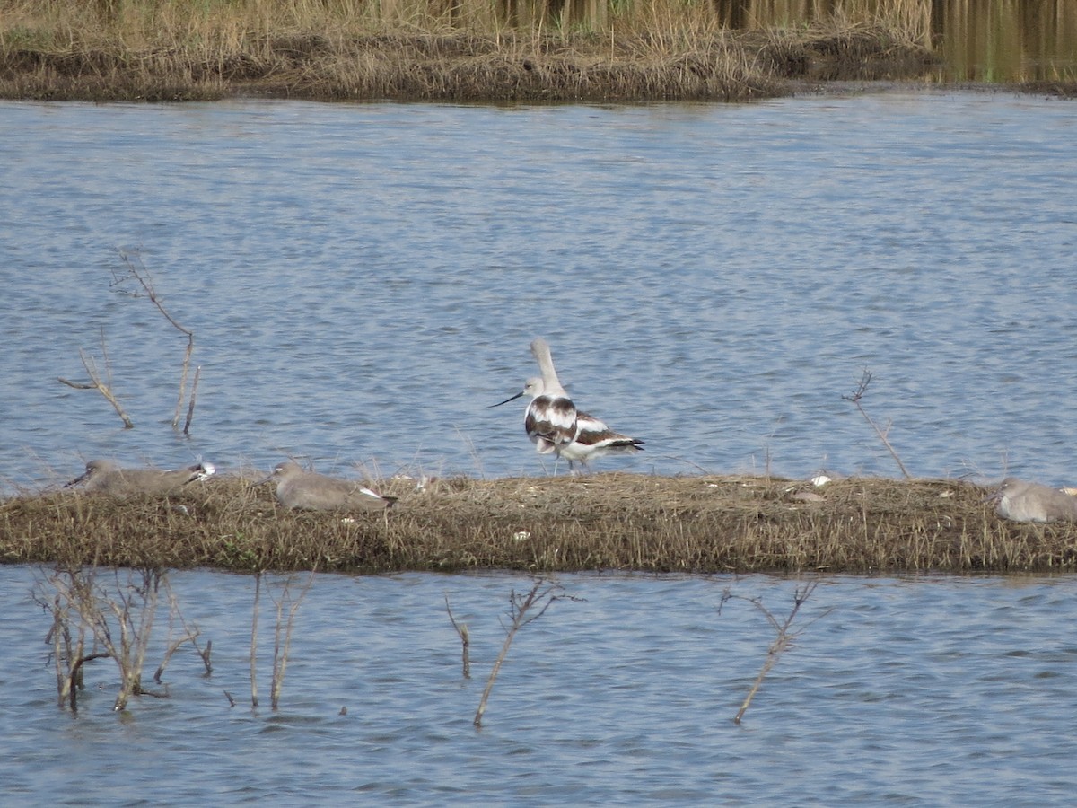 American Avocet - ML646218929