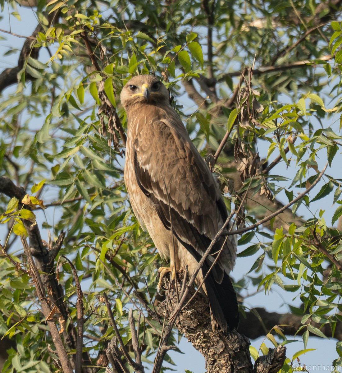 עיט הודי - ML646218930