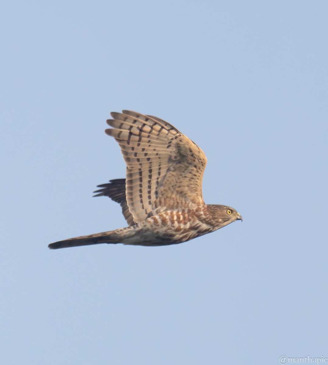 נץ הים הכספי - ML646218937
