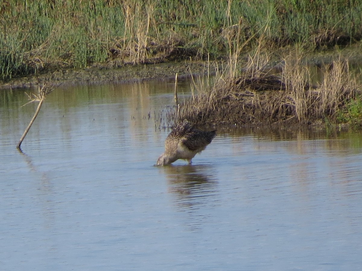 Кульон американський - ML646218947