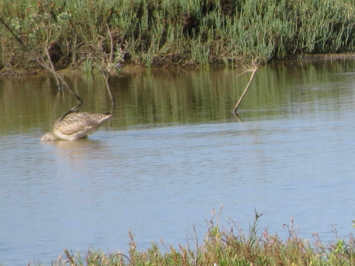 Кульон американський - ML646218949