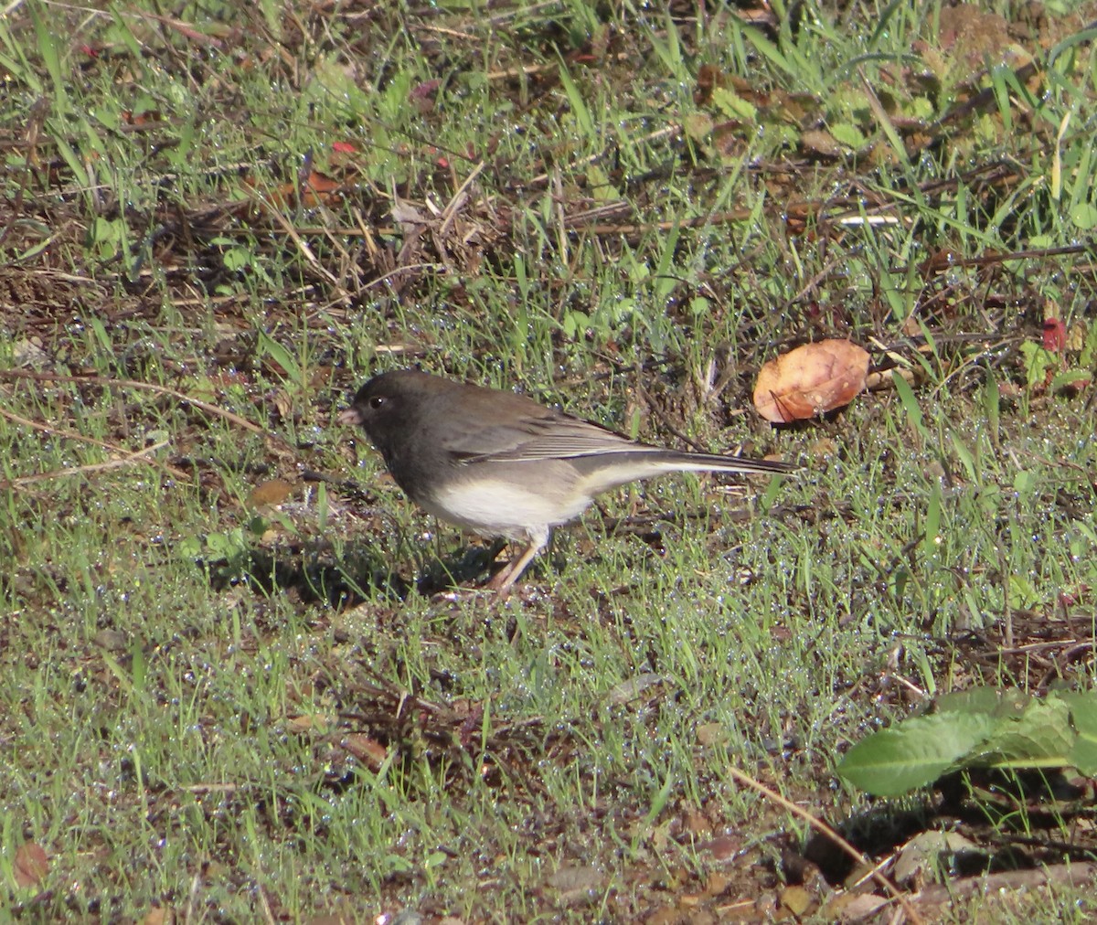 Dark-eyed Junco (Slate-colored) - ML646218952