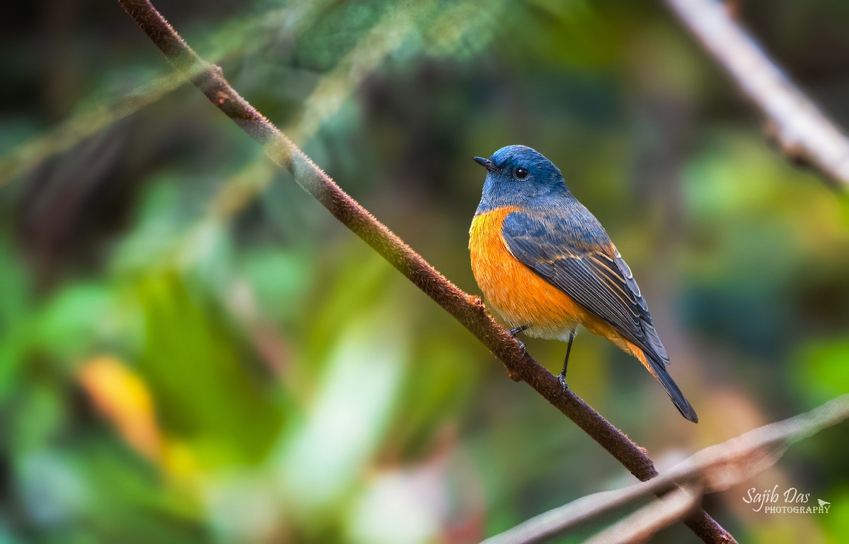 Blue-fronted Redstart - ML646218953