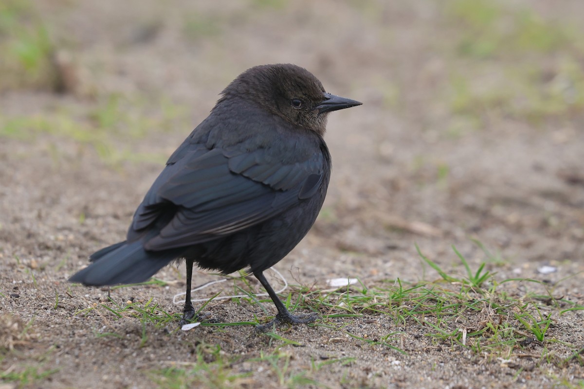 Brewer's Blackbird - ML646218955