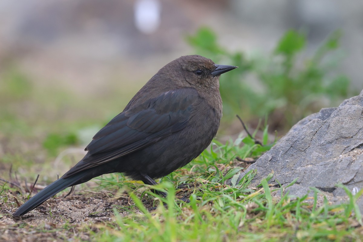 Brewer's Blackbird - ML646218956
