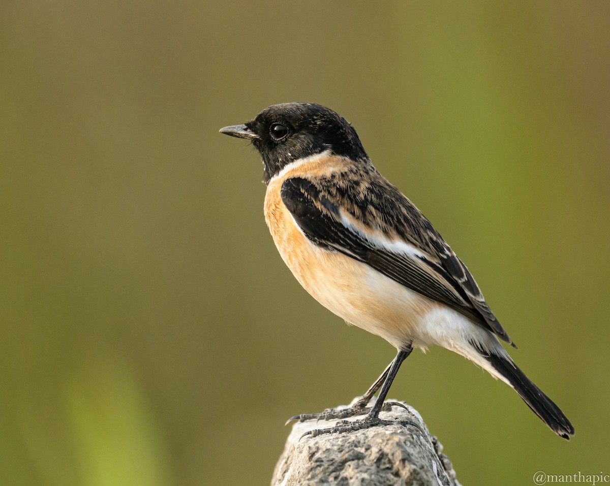 דוחל מזרחי - ML646218957