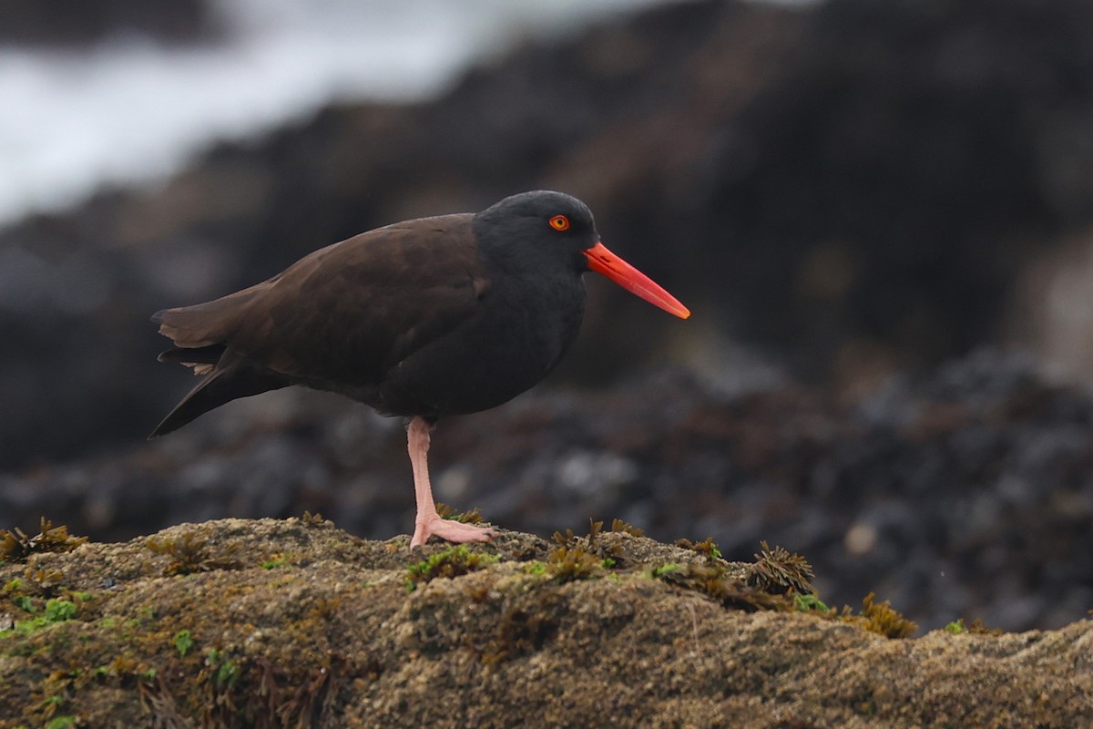 Black Oystercatcher - ML646218977