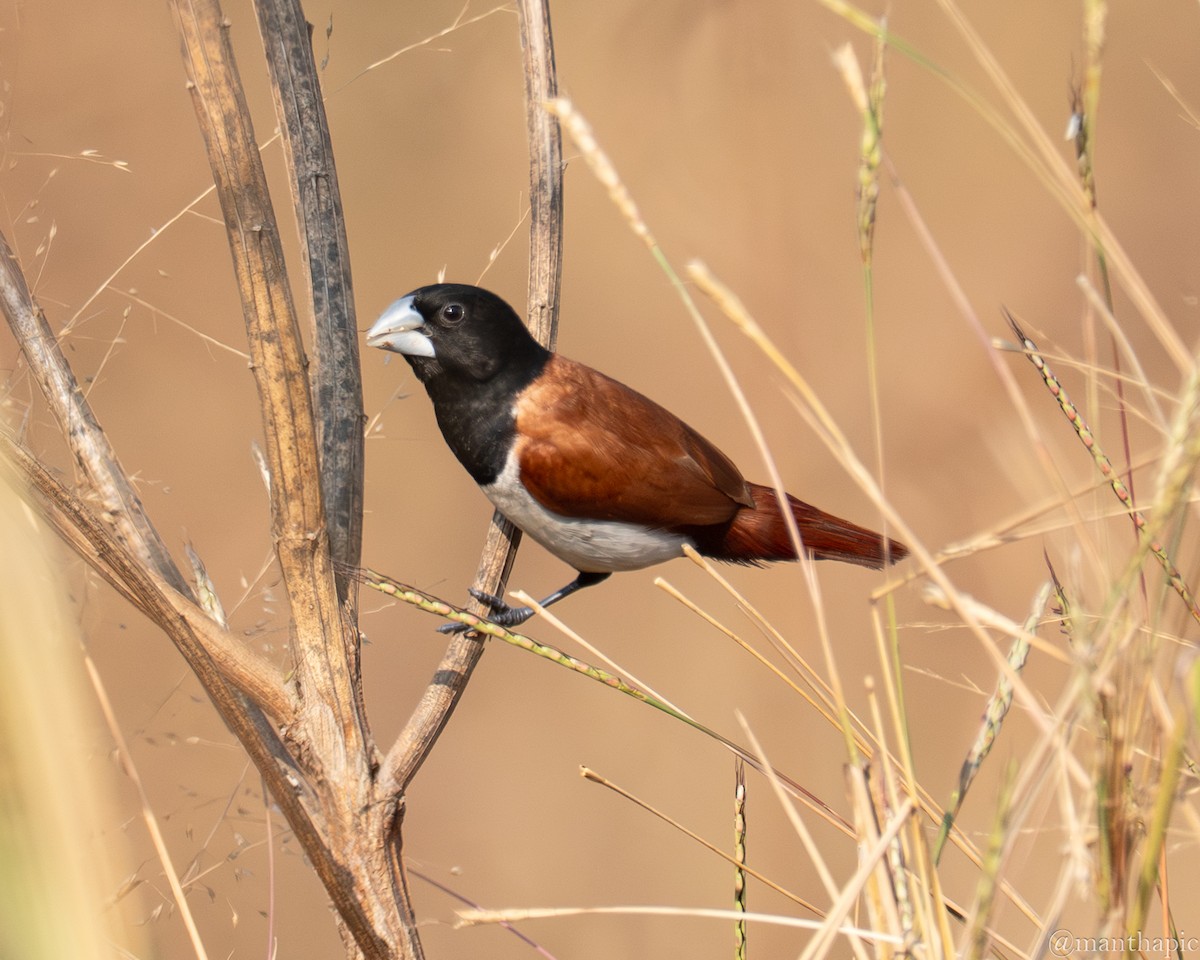 Tricolored Munia - ML646218982