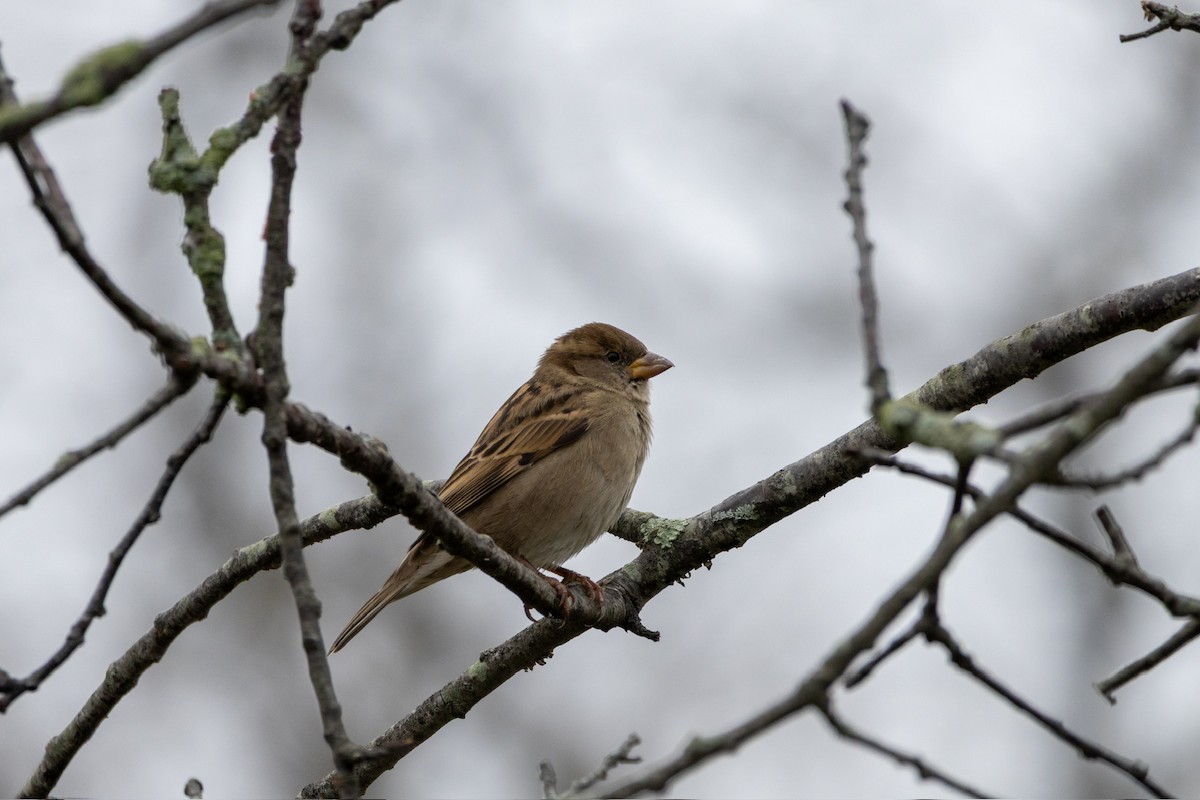 דרור הבית - ML646218986
