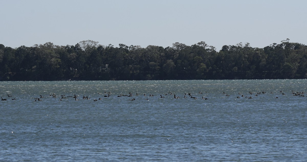 Black Swan - ML646218987