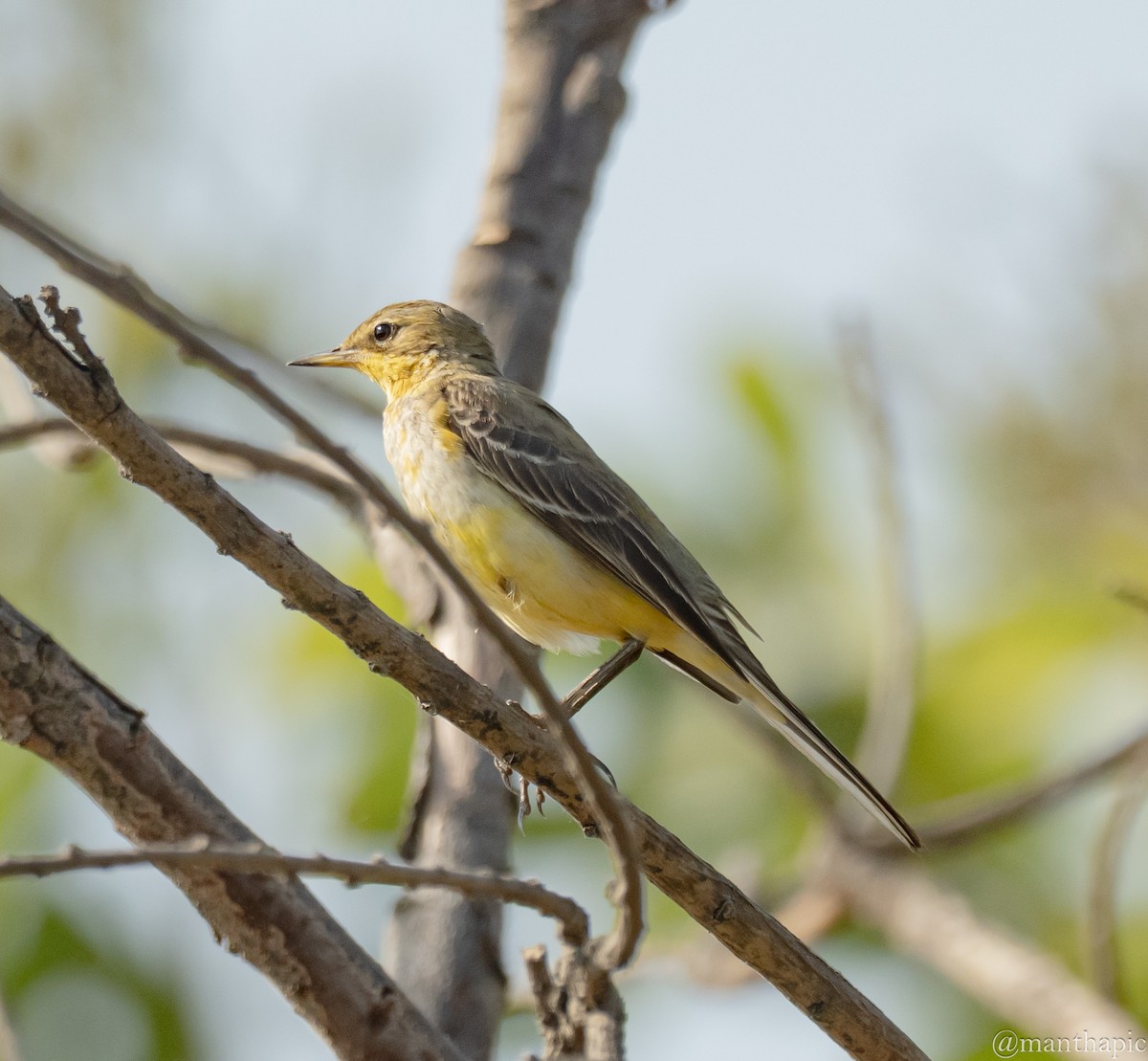 נחליאלי צהוב - ML646218989