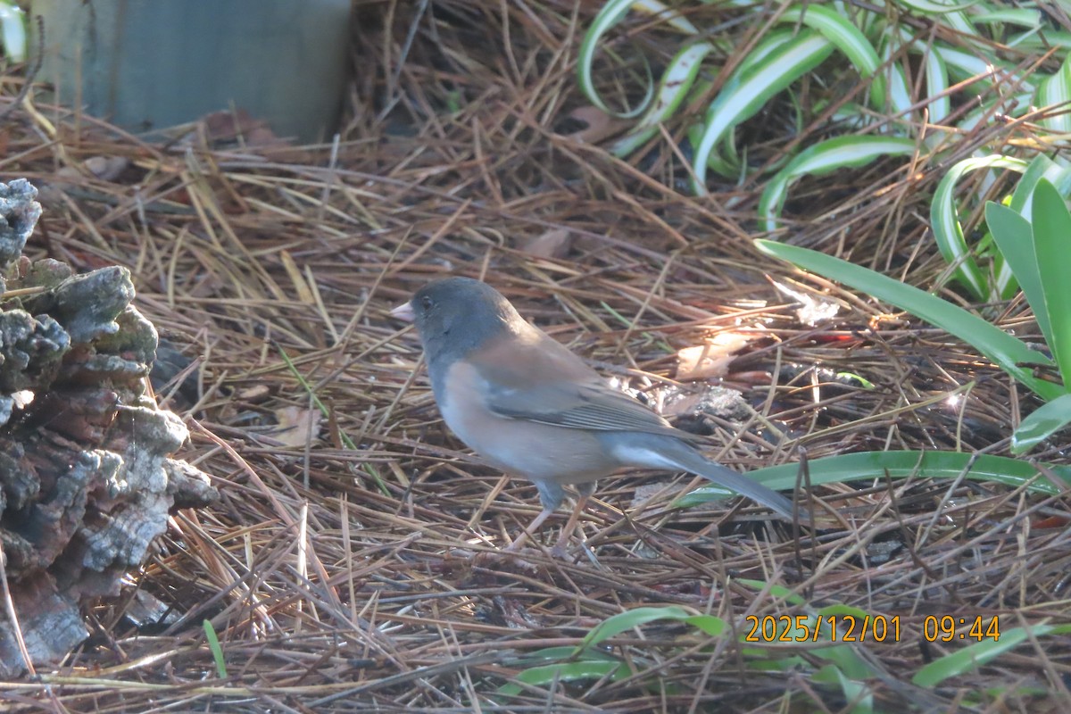 Dark-eyed Junco - ML646218991