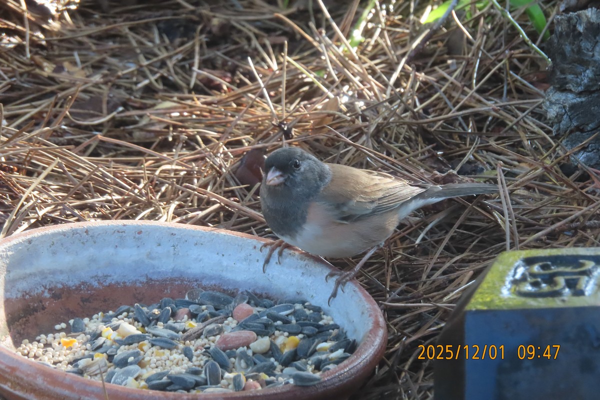 Dark-eyed Junco - ML646218998