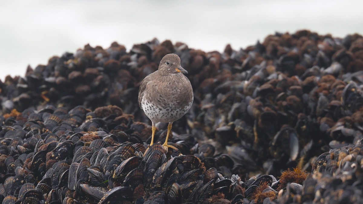 Surfbird - ML646218999