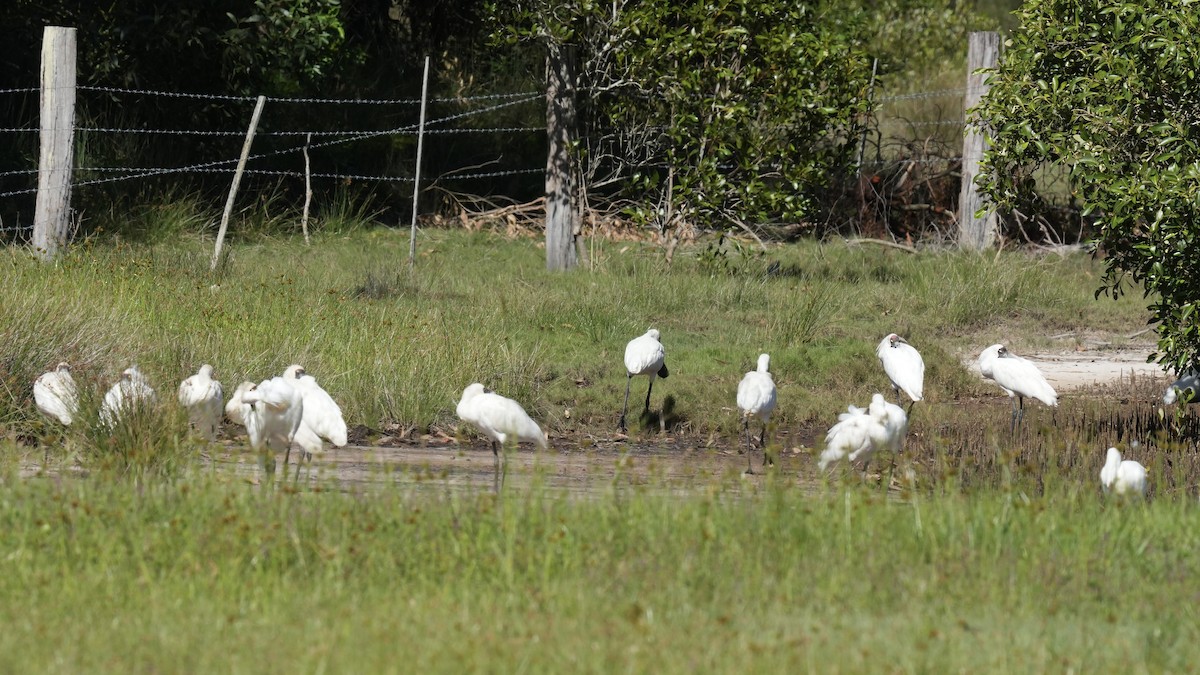 Royal Spoonbill - ML646219002