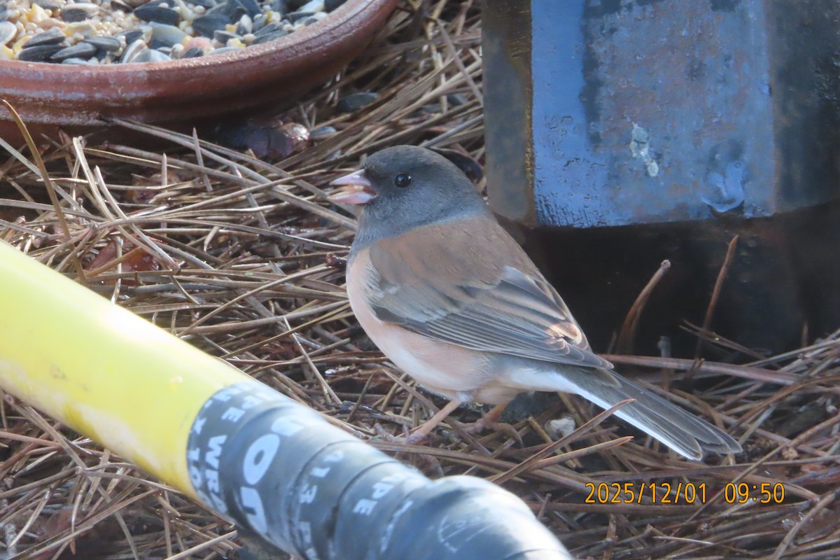 Dark-eyed Junco - ML646219003
