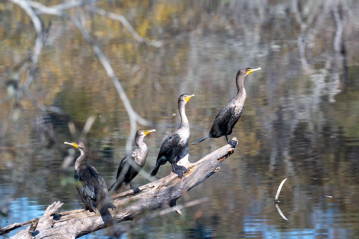 Ушастый баклан - ML646219005