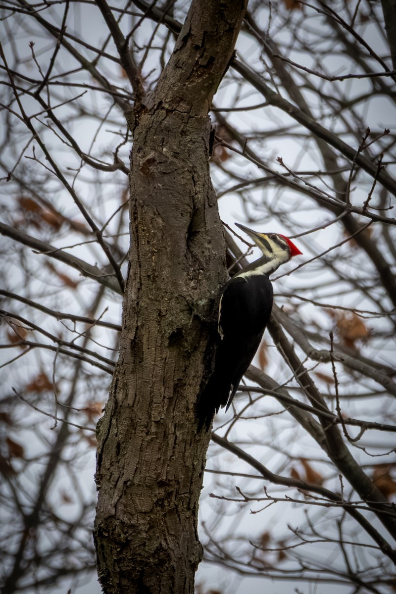 Pileated Woodpecker - ML646219006