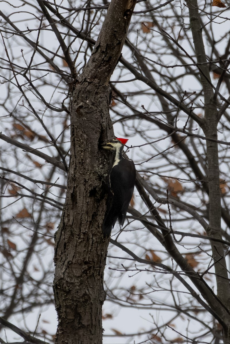 Pileated Woodpecker - ML646219007