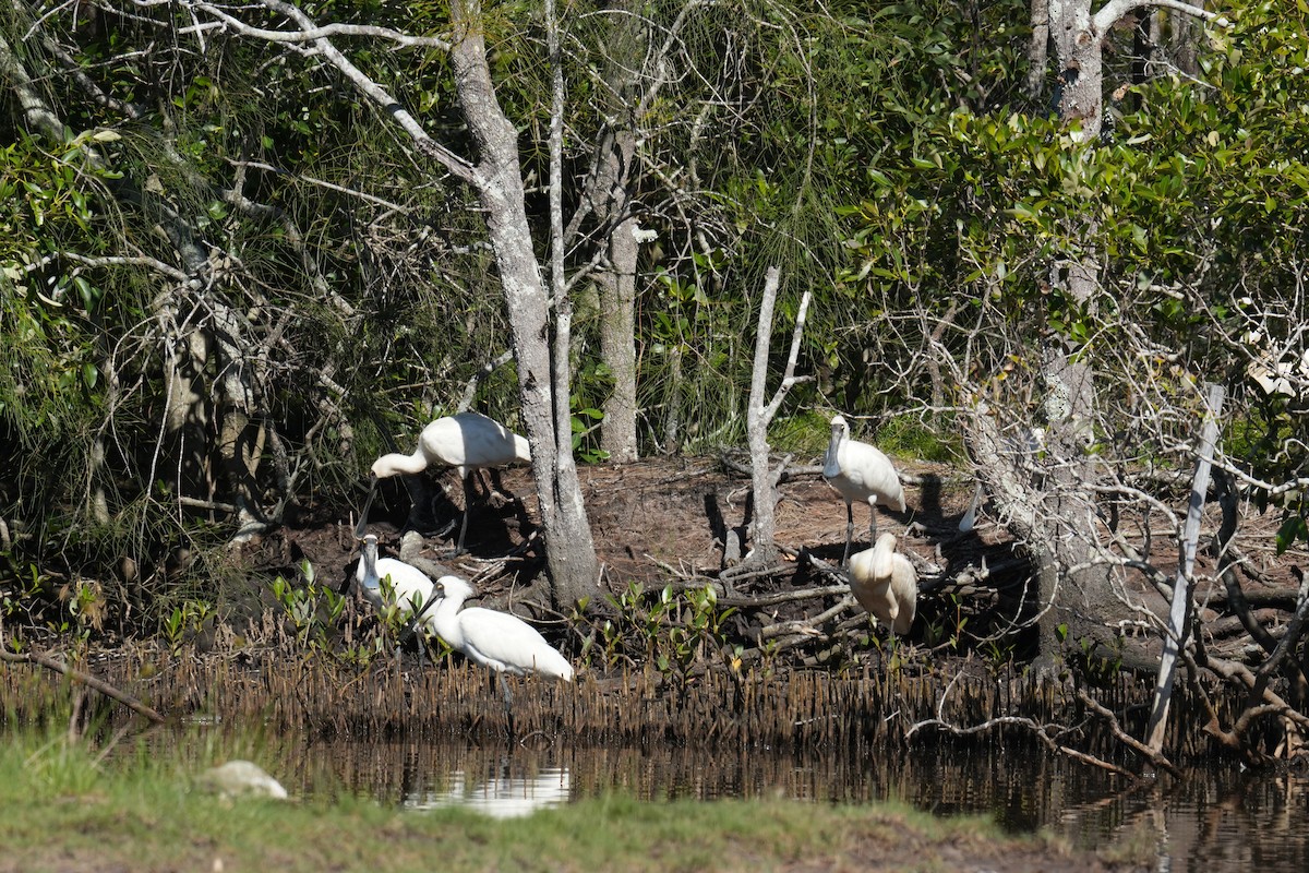 Royal Spoonbill - ML646219011