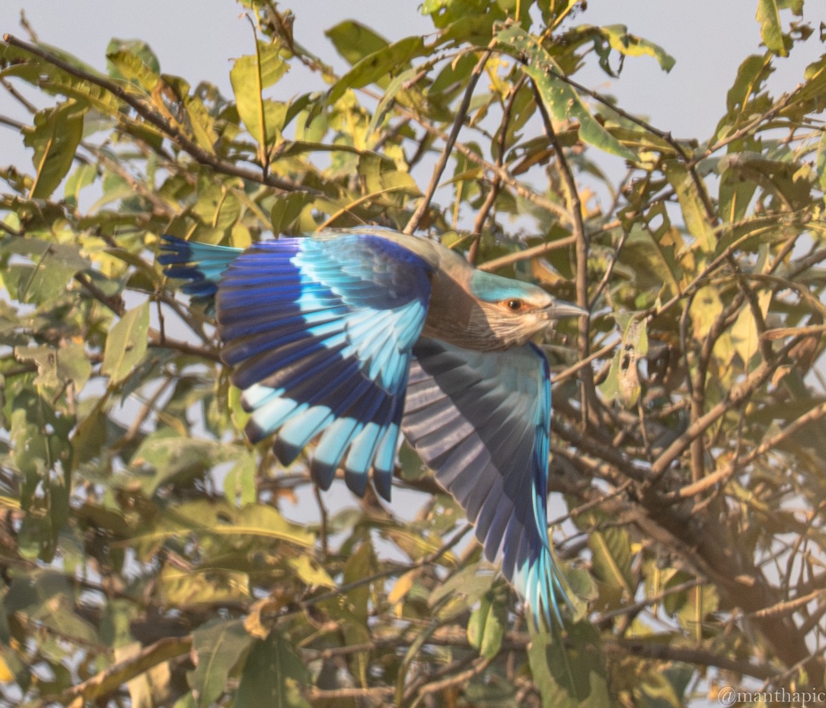 כחל הודי - ML646219014
