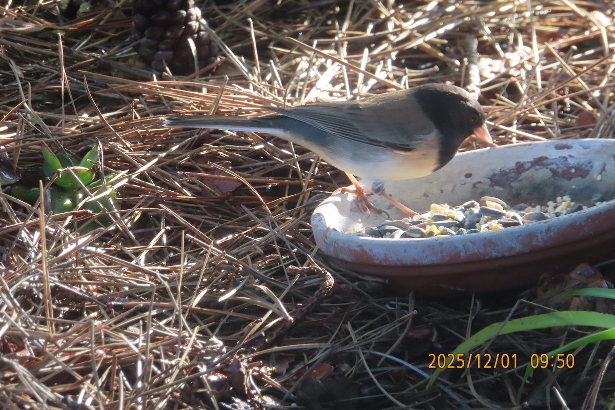 Dark-eyed Junco - ML646219016