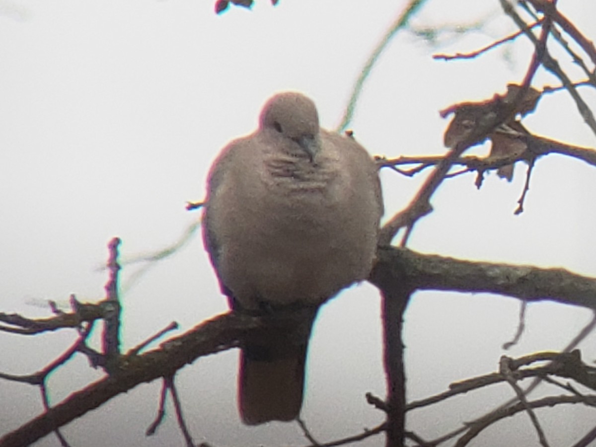 Eurasian Collared-Dove - ML646219017