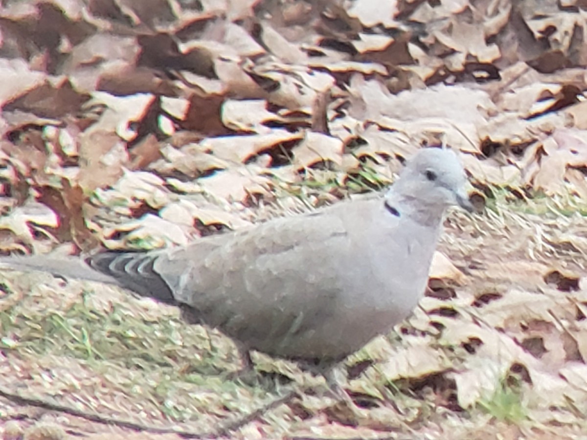 Eurasian Collared-Dove - ML646219018
