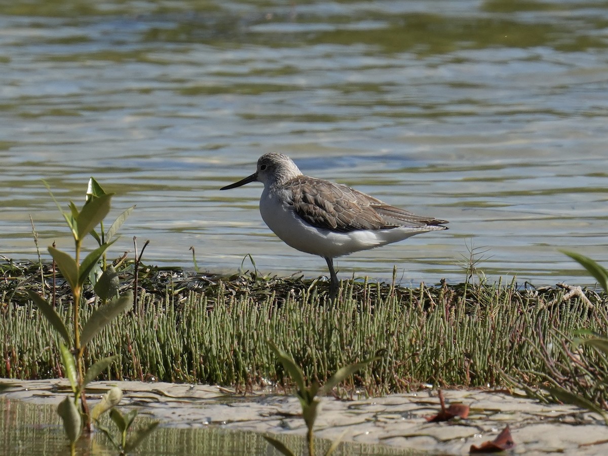 Common Greenshank - ML646219020