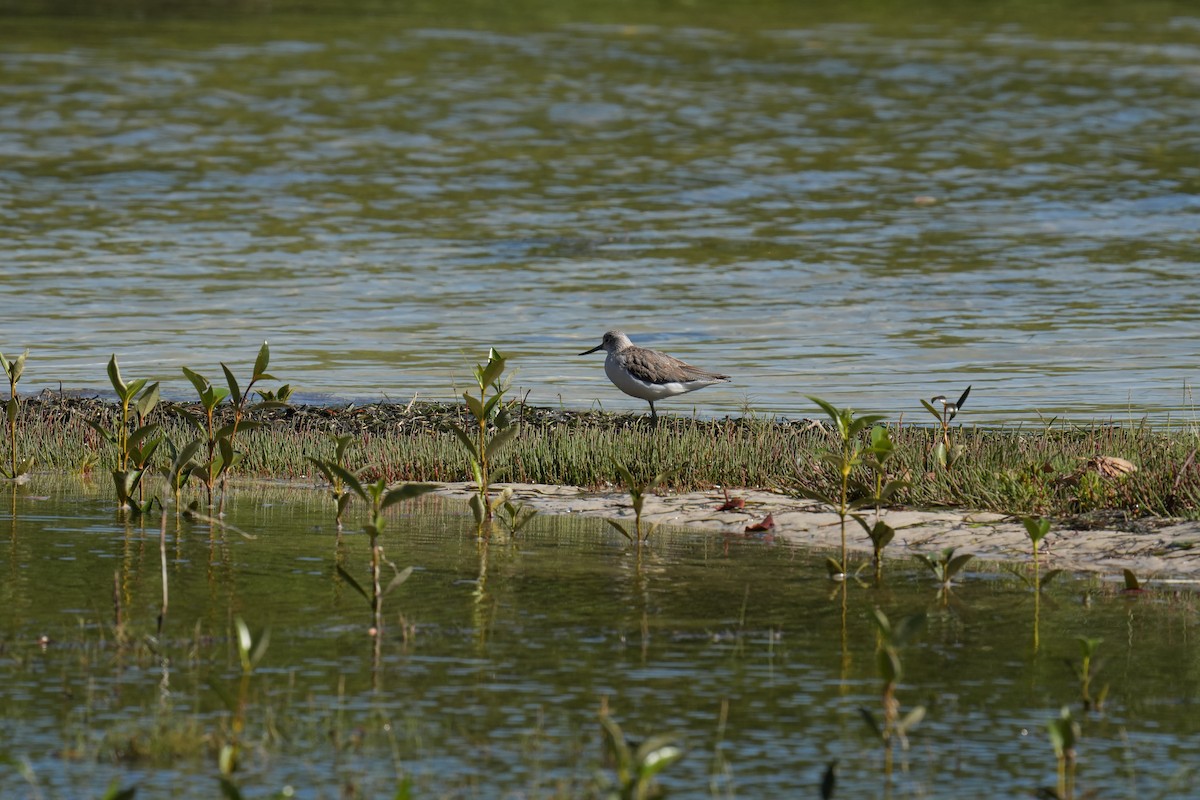 Common Greenshank - ML646219021
