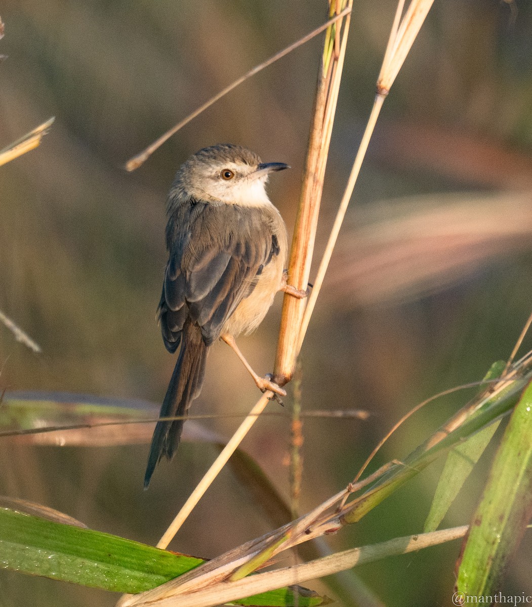 Plain Prinia - ML646219022