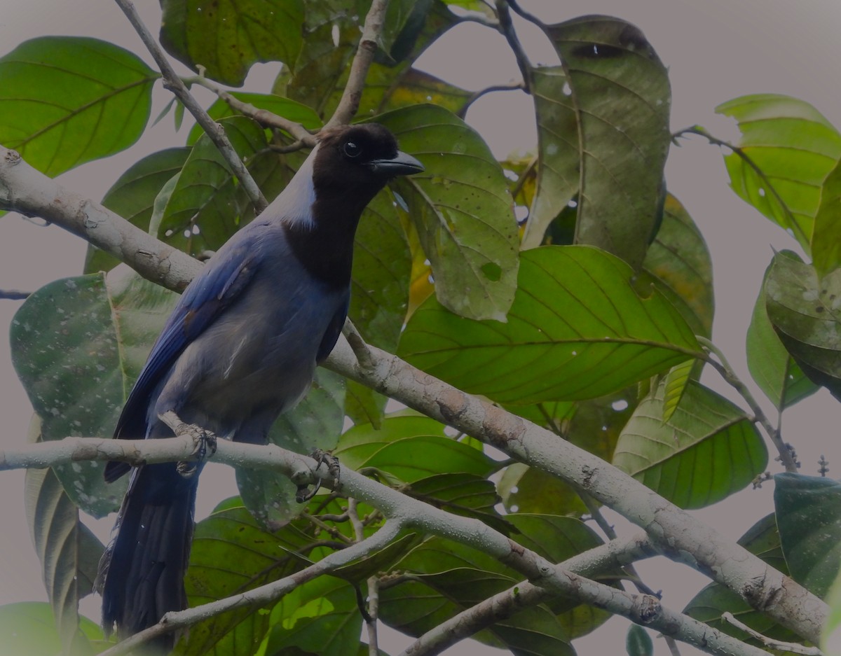 カオグロルリサンジャク - ML646219024