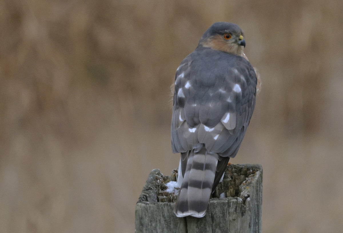 Sharp-shinned Hawk - ML646219025