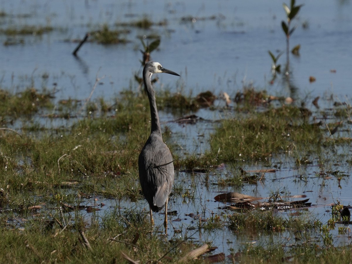 White-faced Heron - ML646219028