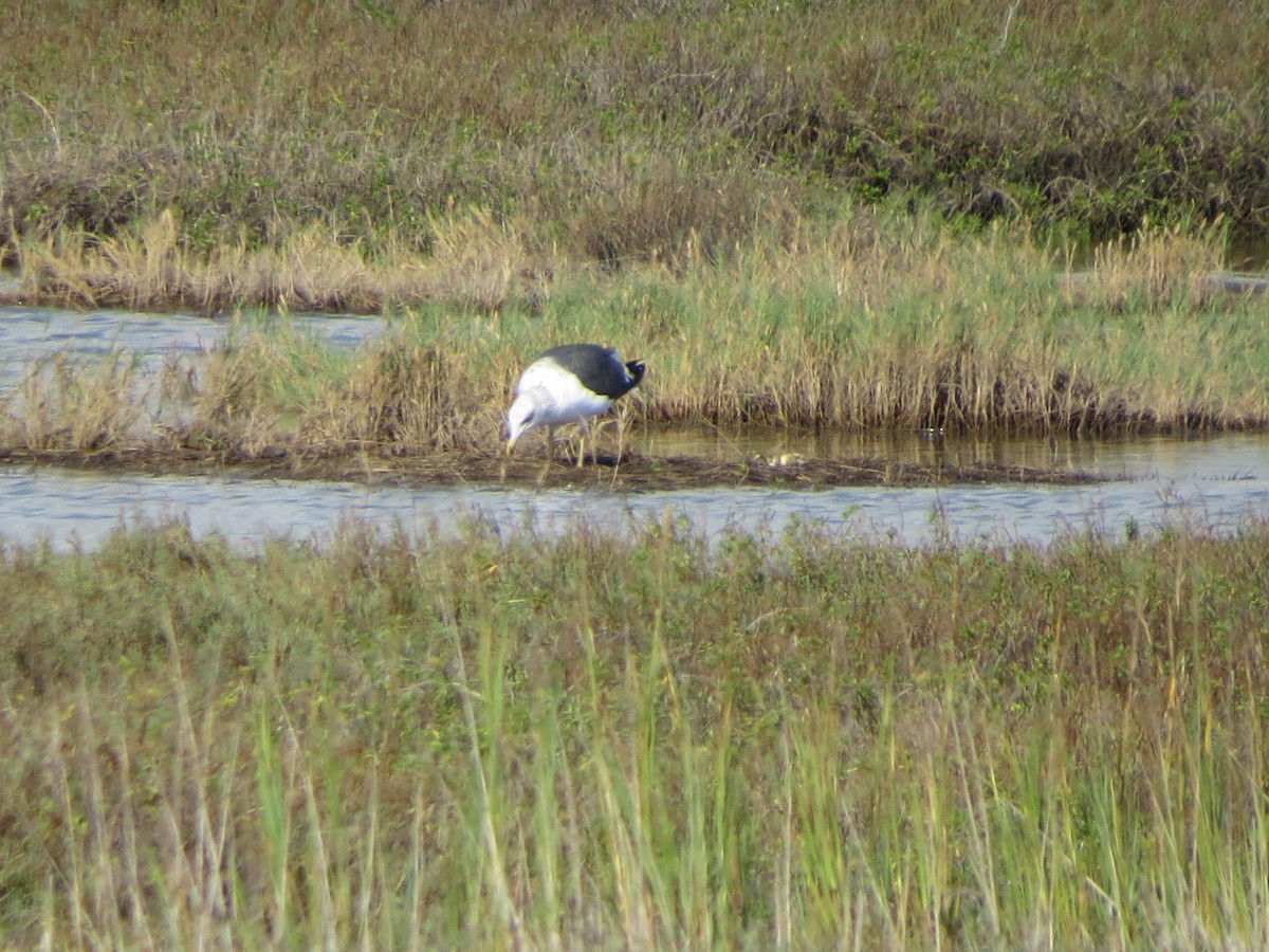 Kaio iluna - ML646219029