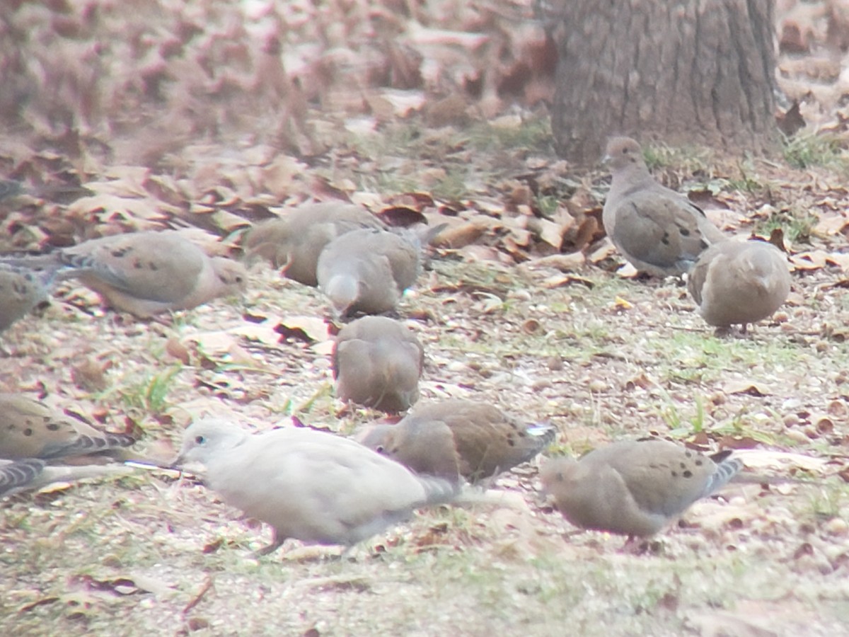 Mourning Dove - ML646219031