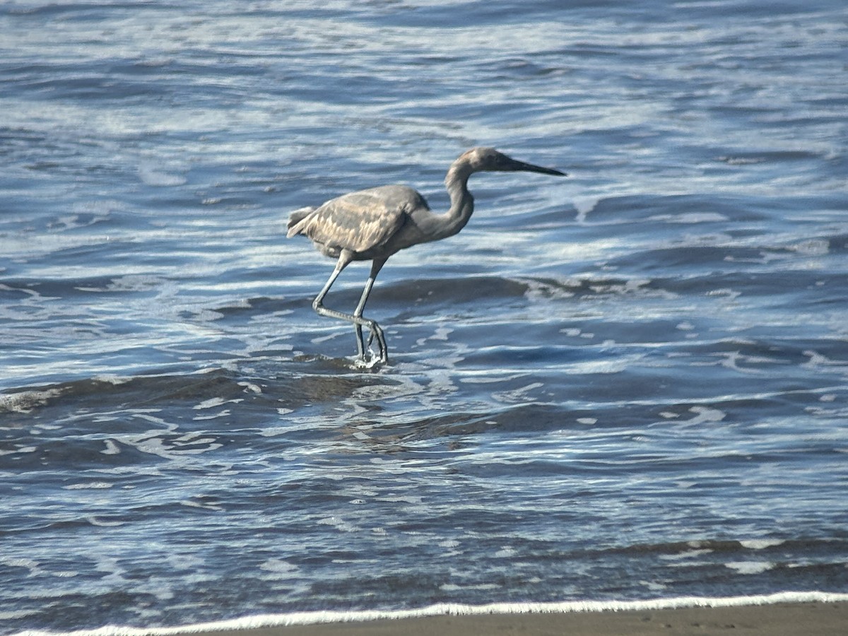 Reddish Egret - ML646219032