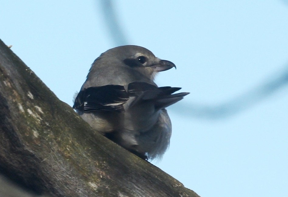 ťuhýk severní - ML646219033