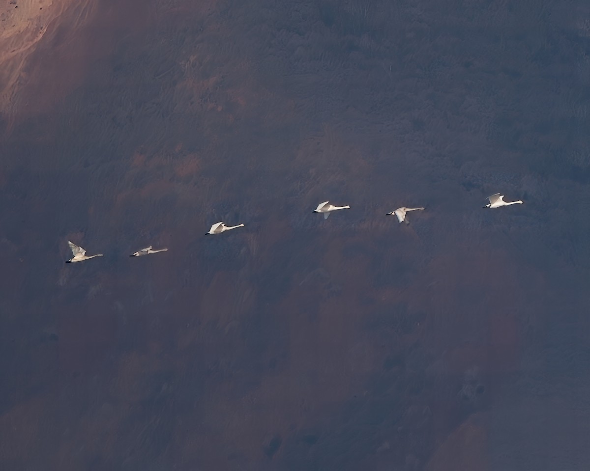 Tundra Swan - ML646219034