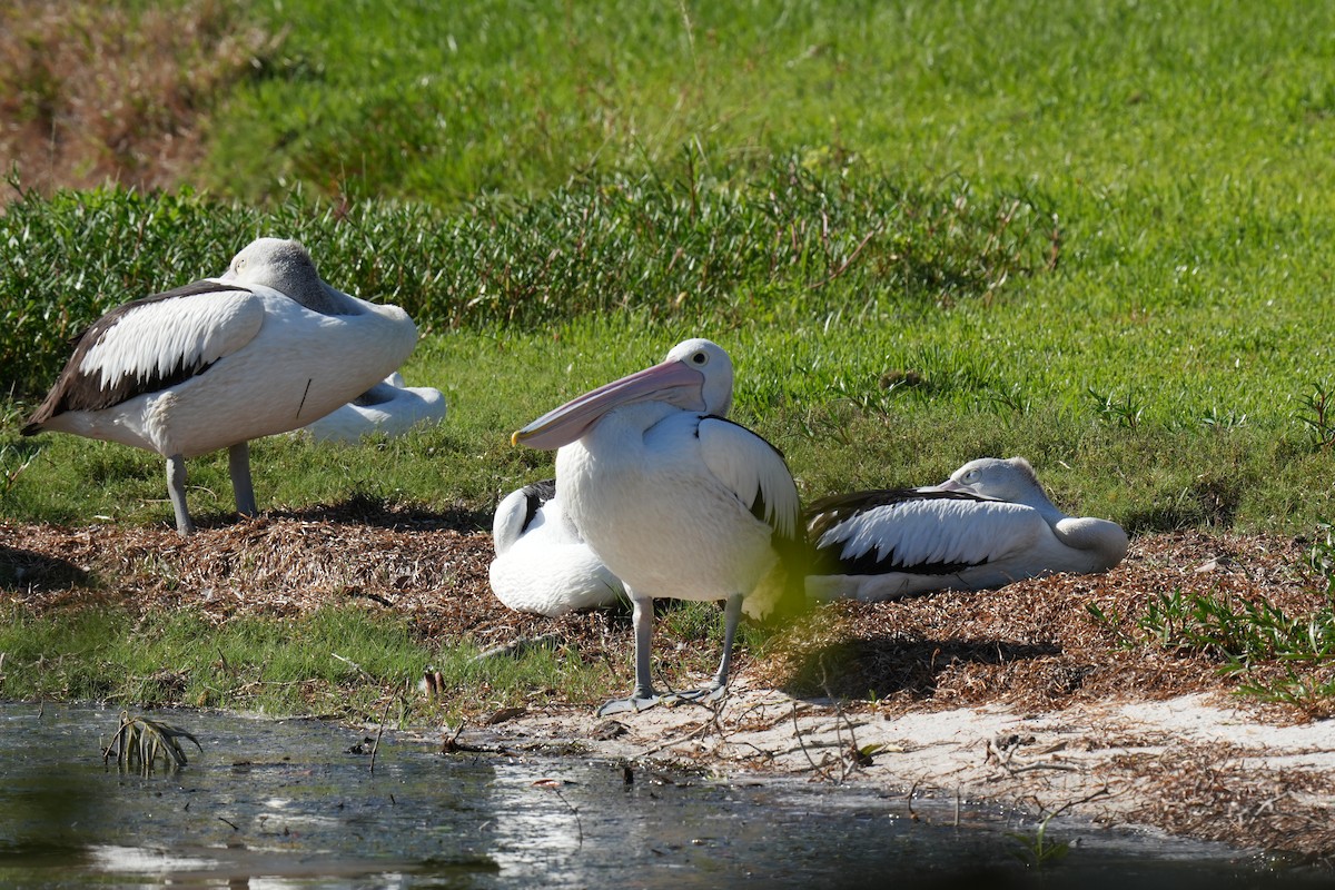 Australian Pelican - ML646219037