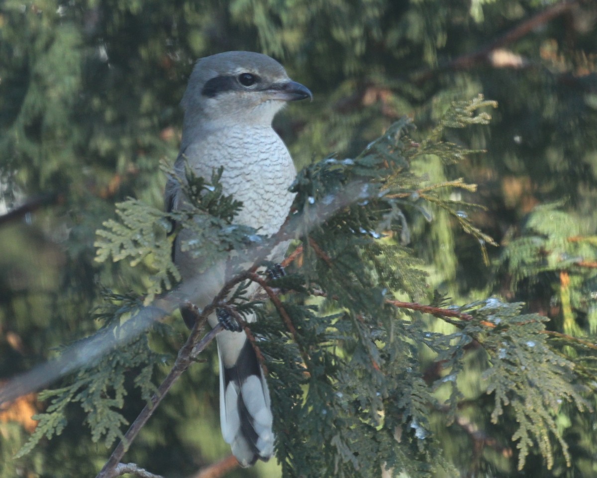 ťuhýk severní - ML646219055