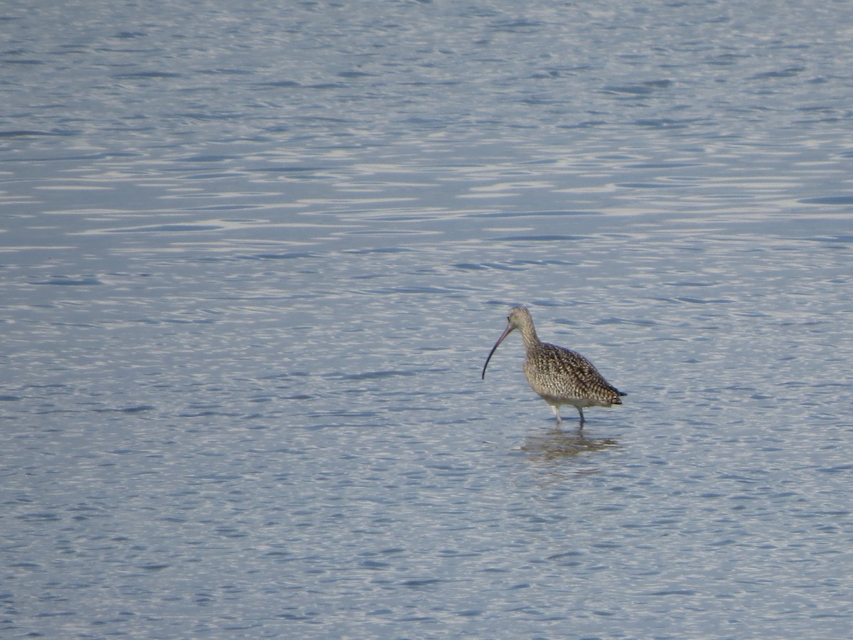 Кульон американський - ML646219063