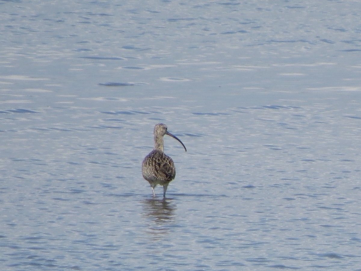 Кульон американський - ML646219064