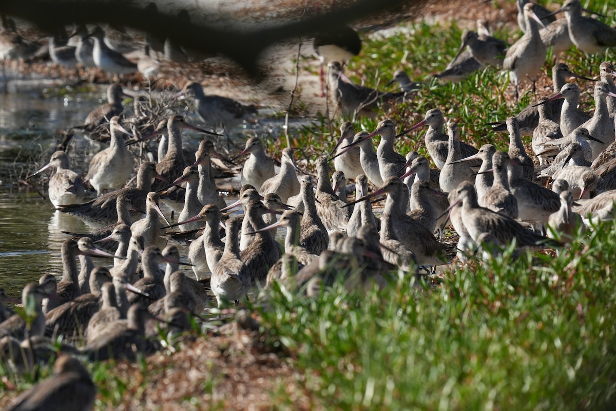 Bar-tailed Godwit - ML646219080
