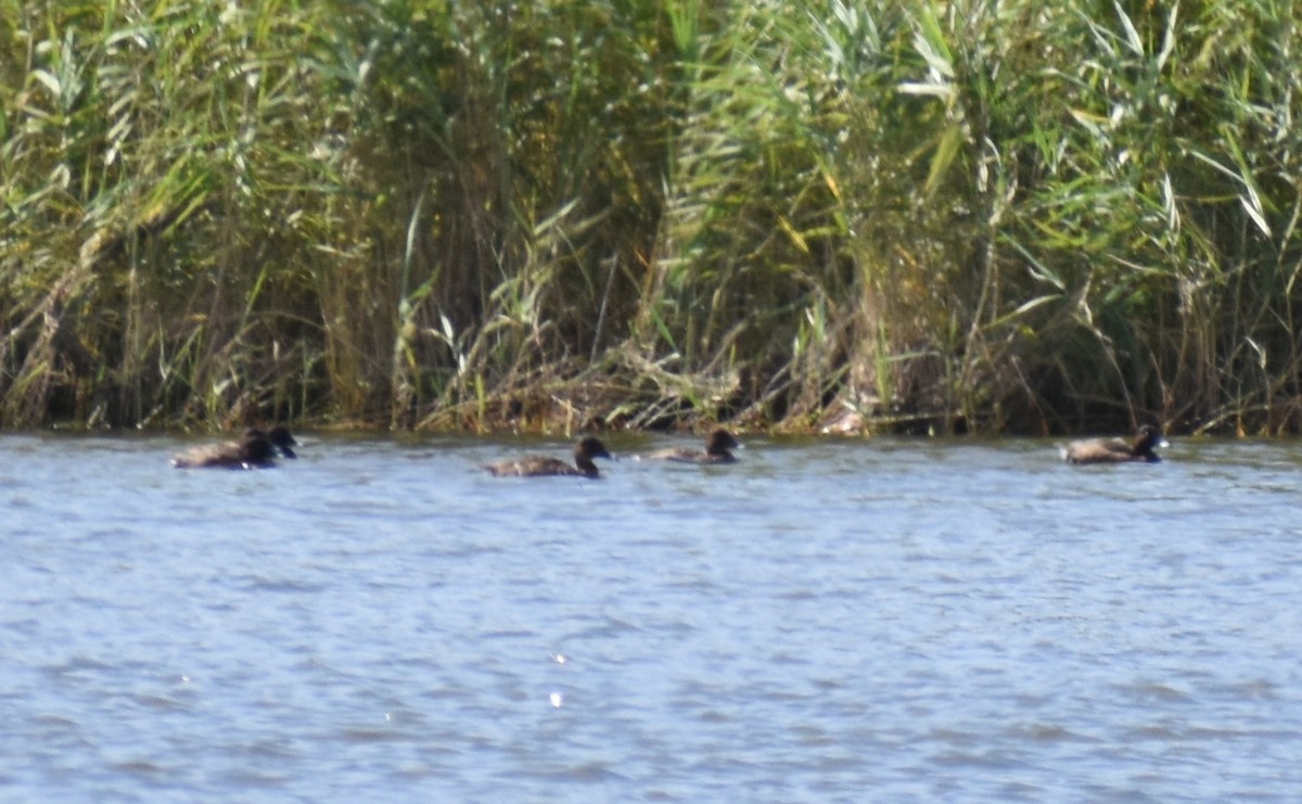 Hardhead - ML646219081