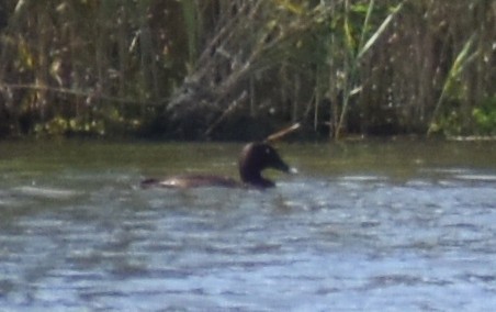 Hardhead - ML646219082