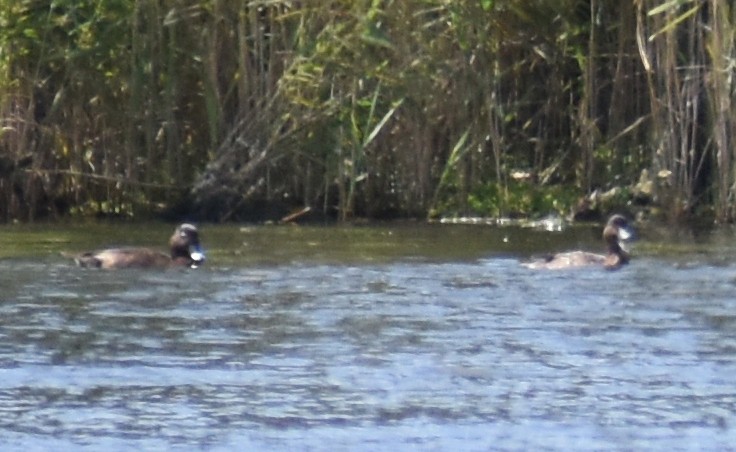 Hardhead - ML646219083