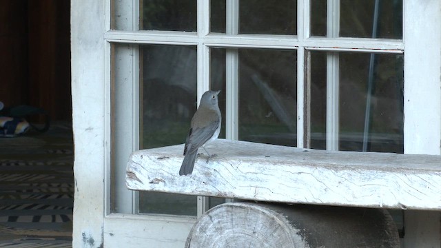 Gray Shrikethrush - ML646219088