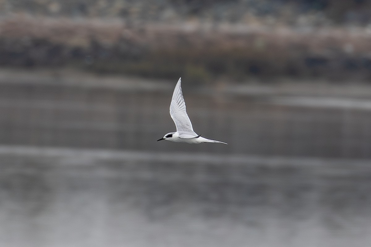 Forster's Tern - ML646219090