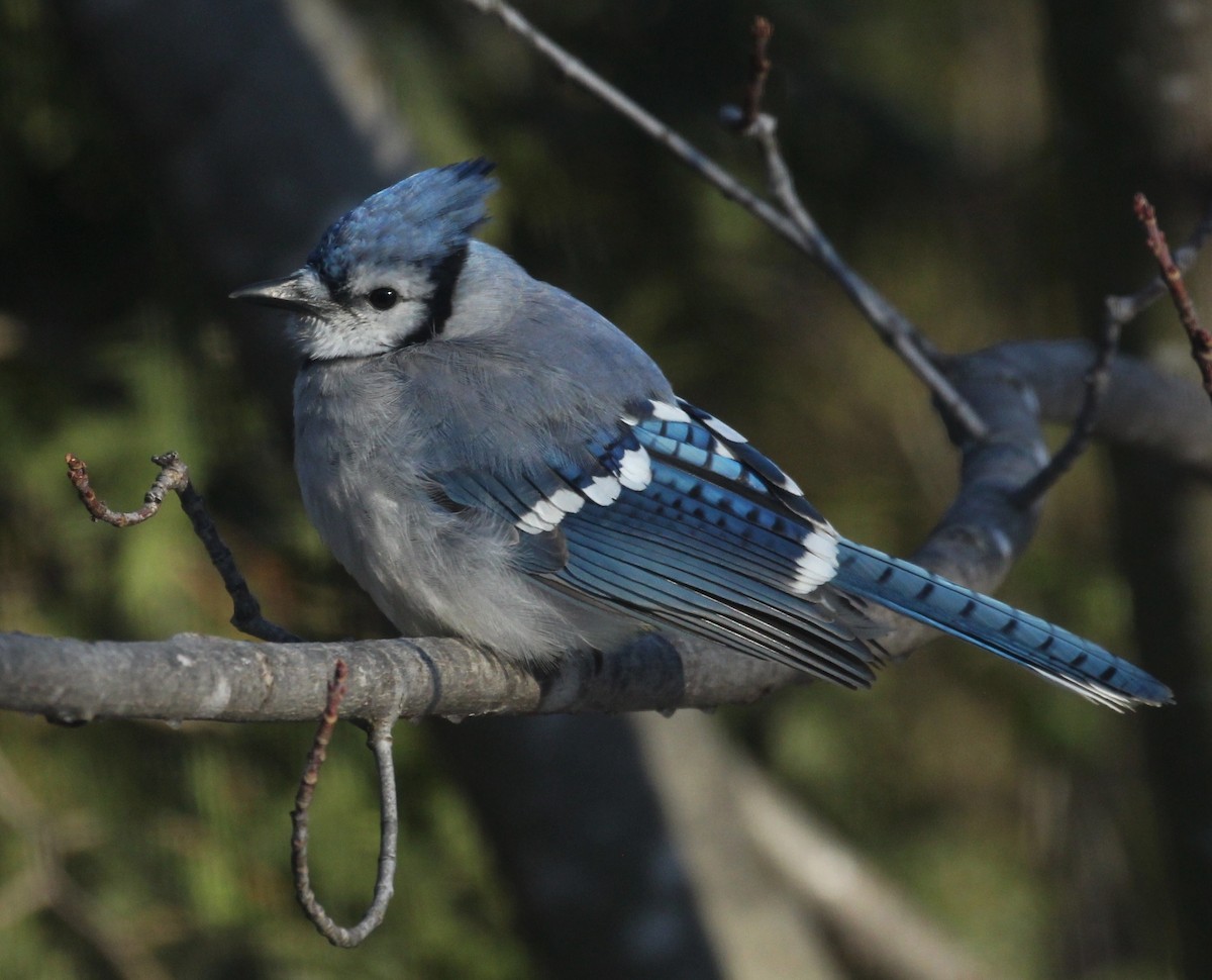 Blue Jay - ML646219091